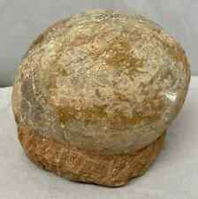 Genuine dinosaur fossil for sale  Point Pleasant Beach