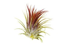 Ionantha rubra tillandsia for sale  DRONFIELD