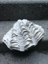 Tridacna maxima mördermuschel gebraucht kaufen  Fellbach