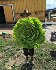 Salade géante ensemble d'occasion  Expédié en France