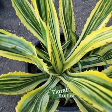 Agave americana spot for sale  West Covina
