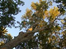 Graines acer oblongum d'occasion  Sabres