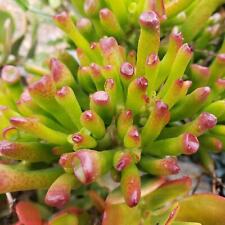 Crassula ovata cutting d'occasion  Expédié en Belgium