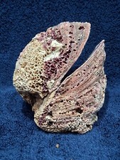 Spondylus limbatus donkey for sale  Imperial Beach