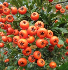 Samen garten schönheit gebraucht kaufen  Calw