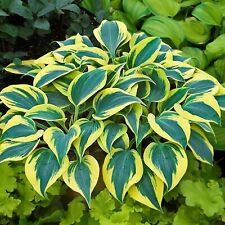 Hosta autumn frost for sale  Oak Creek