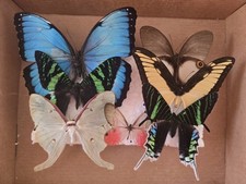 Box specimen tropical for sale  WORKSOP