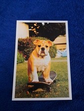 Ausl hunde postkarte gebraucht kaufen  Hamburg