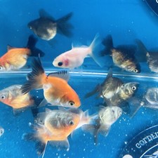 oranda goldfish for sale oranda goldfish for sale Palm Bay