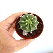 Echinopsis subdenudata oibbo usato  Napoli