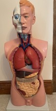 torso model for sale torso model for sale LOUGHBOROUGH