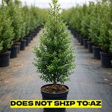 Japanese holly tree for sale  Miami