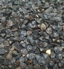 Buckwheat seeds excellent for sale  Odessa