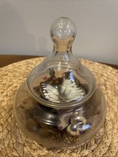 Vintage taxidermy butterfly for sale  Chicago