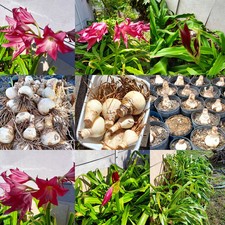 Pink bloom amaryllis for sale  Hollywood