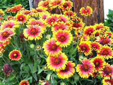 300 indian blanket for sale  Borrego Springs