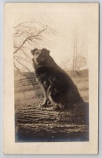 Rppc beautiful dog for sale  Scotland