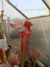 Sarracenia sx002 als usato  Lanciano