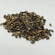 Pacote de sementes de bonsai de pinheiro escocês Pinus Sylvestris comprar usado  Enviando para Brazil