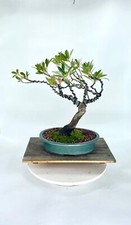 Japanese blueberry bonsai for sale  Windermere