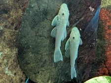 Shortfin snow white for sale  Smartsville