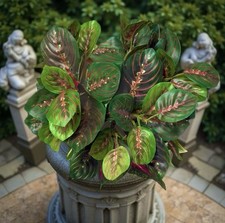 plant indoor faux for sale plant indoor faux for sale Chicago