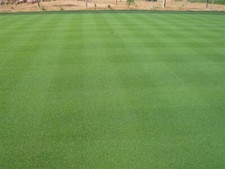 007 creeping bentgrass for sale  Aspen