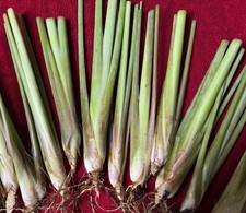 Lemongrass stalks fully for sale  Naples
