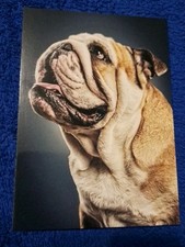 Seltene Hunde Postkarte Englische Bulldoggen Postkarte English Bulldog Postcard comprar usado  Enviando para Brazil