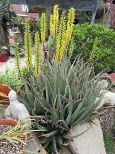 Hybrid aloe plant for sale  Glendora