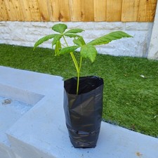 Horse chestnut saplings for sale  EDINBURGH