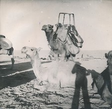 Syrie 1940 caravane d'occasion  Ballon