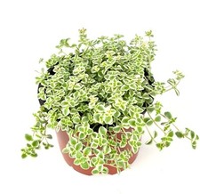 Sedum little missy for sale  Castaic