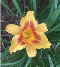 Red eye stella for sale  Lexington