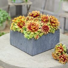 Sempervivum chick charms for sale  UK
