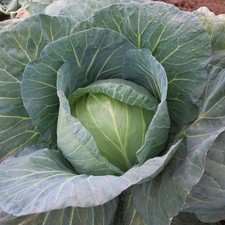 Round cabbage plant for sale  UK