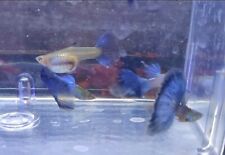 Japan blue fancy for sale  Yuma