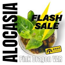 Alocasia pink dragon gebraucht kaufen  Berlin