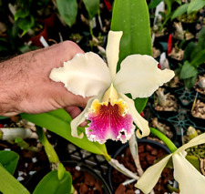 Cattleya rex really for sale  Apopka