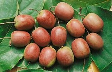 Actinidia arguta ken gebraucht kaufen  Westerstede