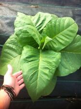 Amber leaf tobacco for sale  TYWYN