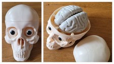 plastic skulls for sale plastic skulls for sale CAMBRIDGE