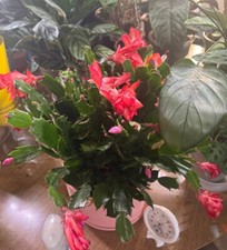 Christmas cactus schlumbergera for sale  Brooklyn