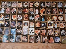 amici animali usato  Como