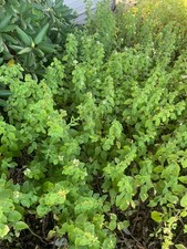 Spearmint plants live for sale  Martinsville