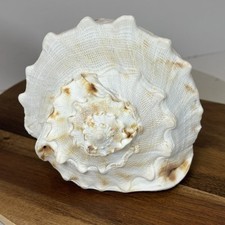 Large conch sea for sale  Holiday