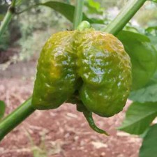 Peperoncini secchi carolina usato  Dolo