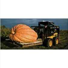 Zucca gigante gigante usato  Trappeto