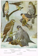 Hawk goshawk sharp for sale  DEREHAM