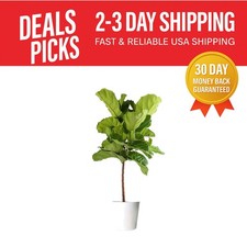 Live fiddle leaf for sale  Wildomar